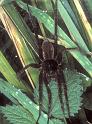 Dolomedes_plantarius_P1070_O_82_Les Gris_Frankrijk
